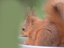 IMG_4084 Red squirrel