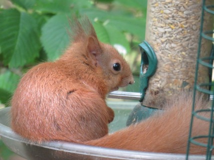 IMG_4094 Red squirrel