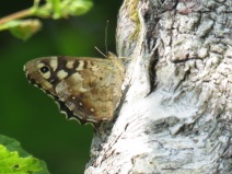 IMG_5161 speckled wood