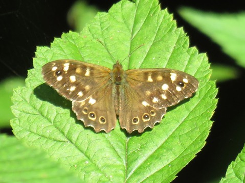 IMG_8569 speckled wood